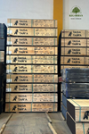 13 Katman Huş Taiga Plywood